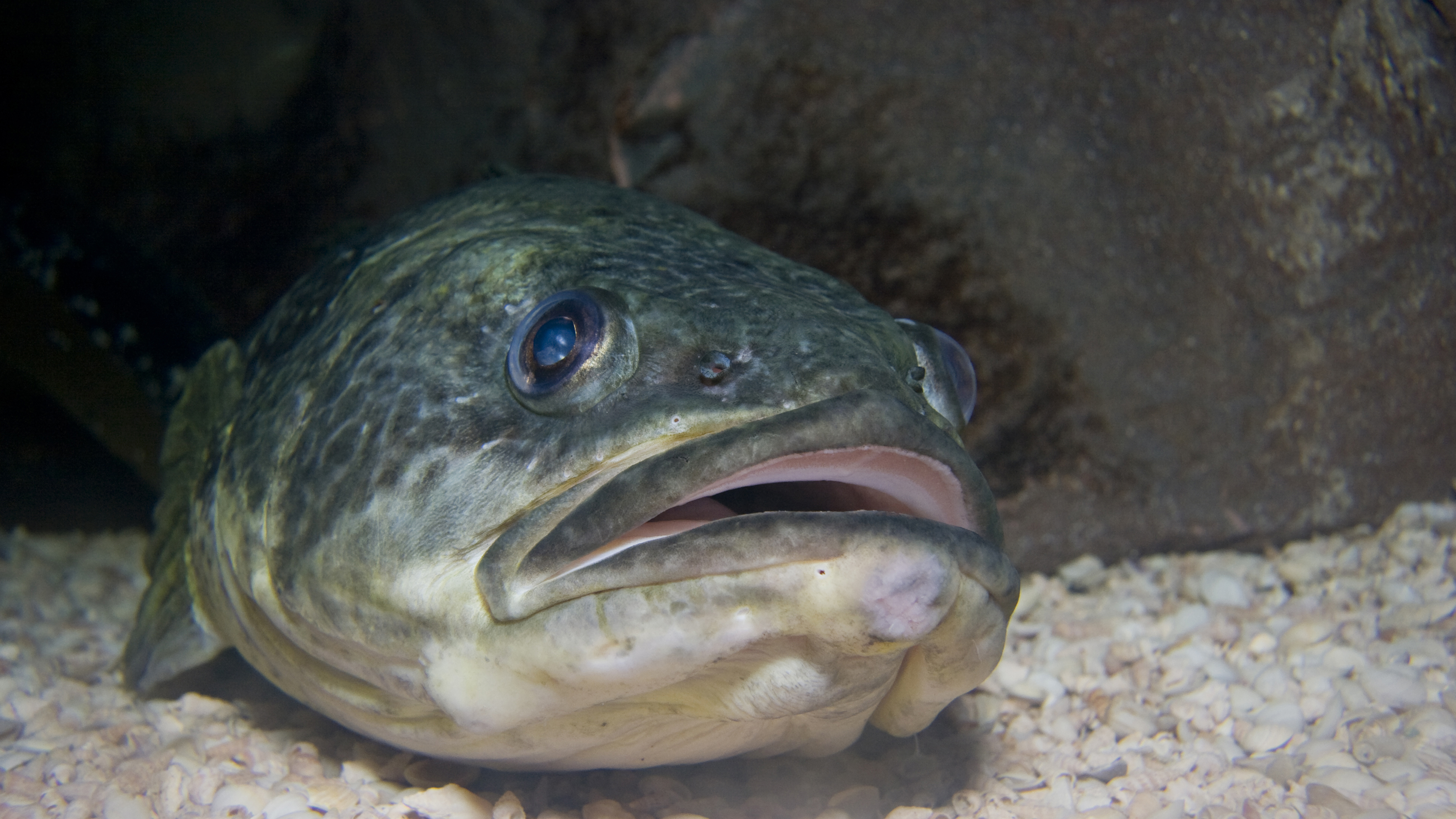 Marbled Rockcod