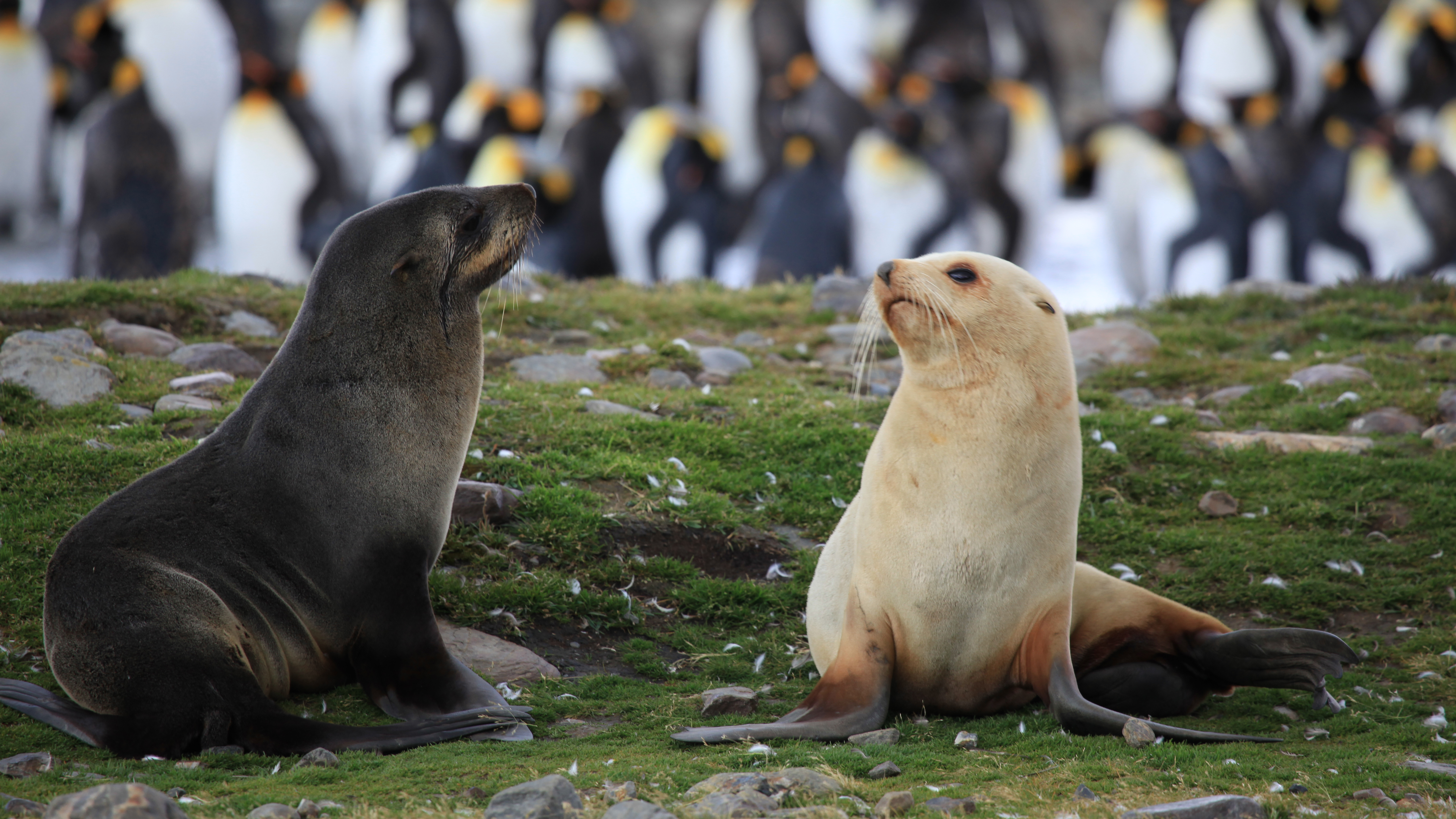 Atlantic Fur Seal