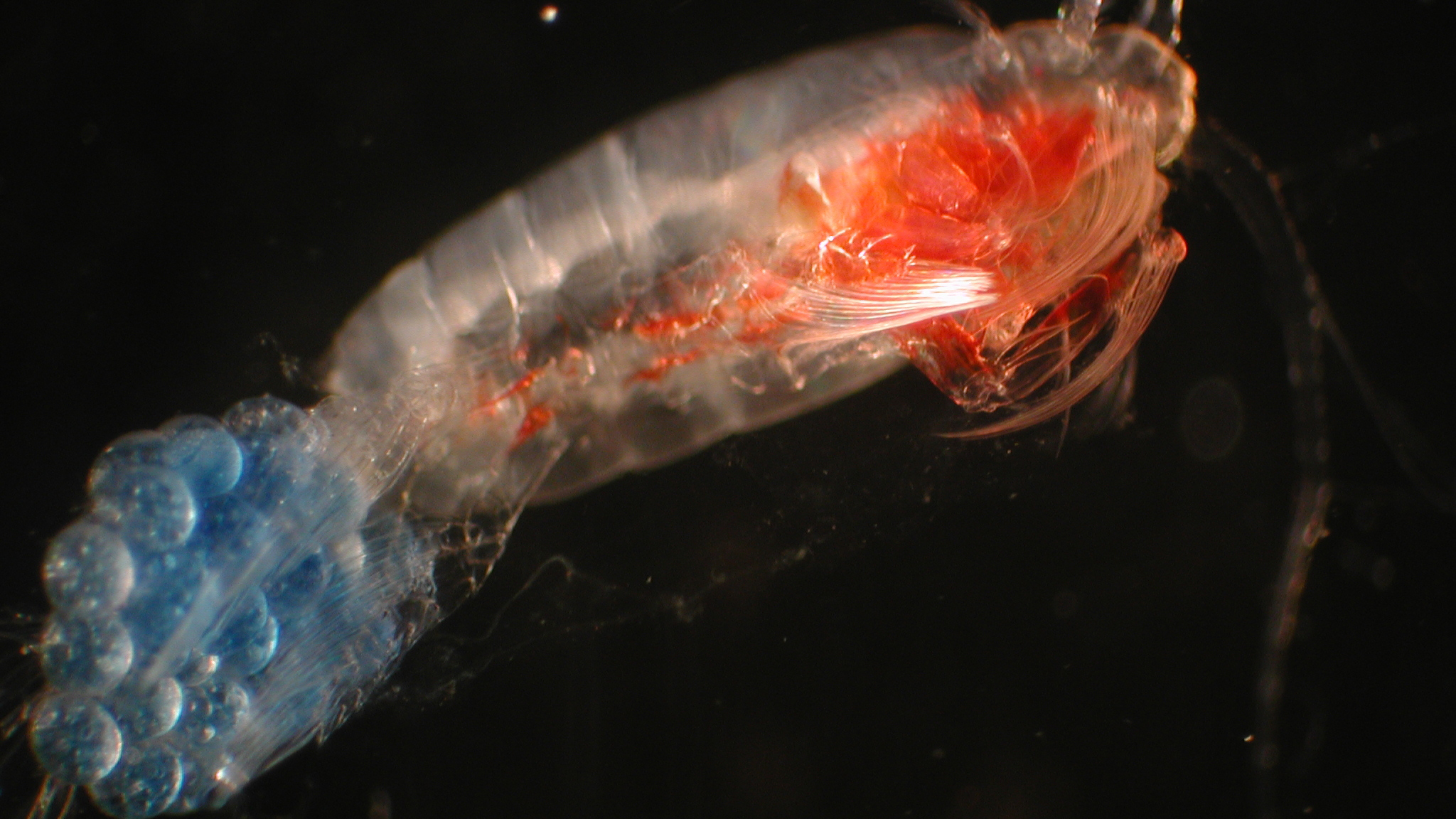 Copepod