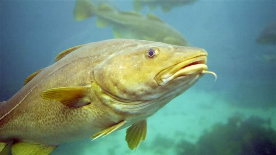 Atlantic cod