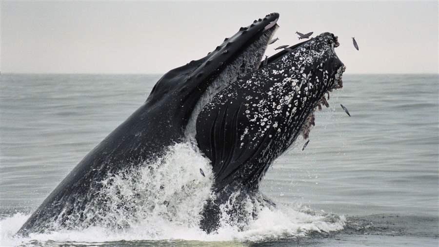 Humpback whale feeding on sardines