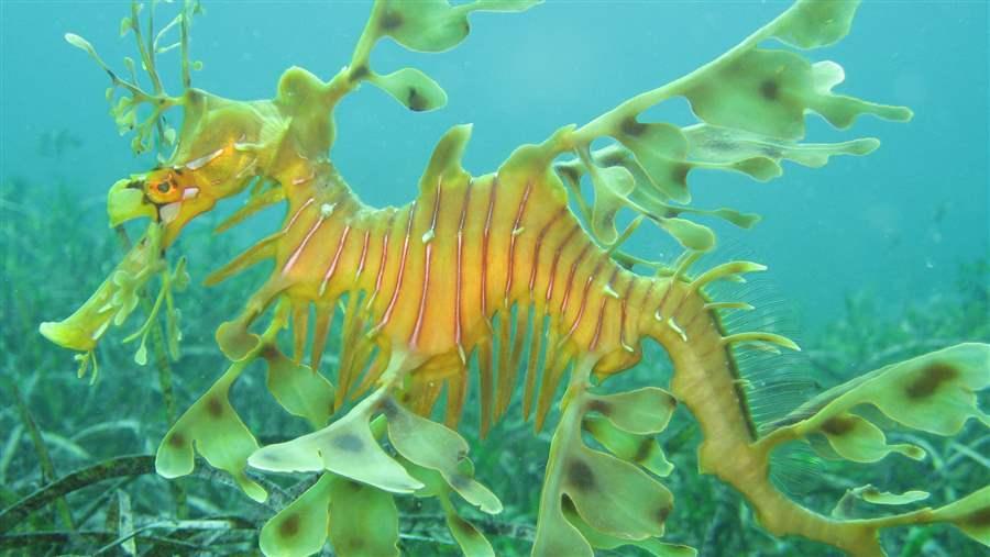 Leafy Sea Dragon