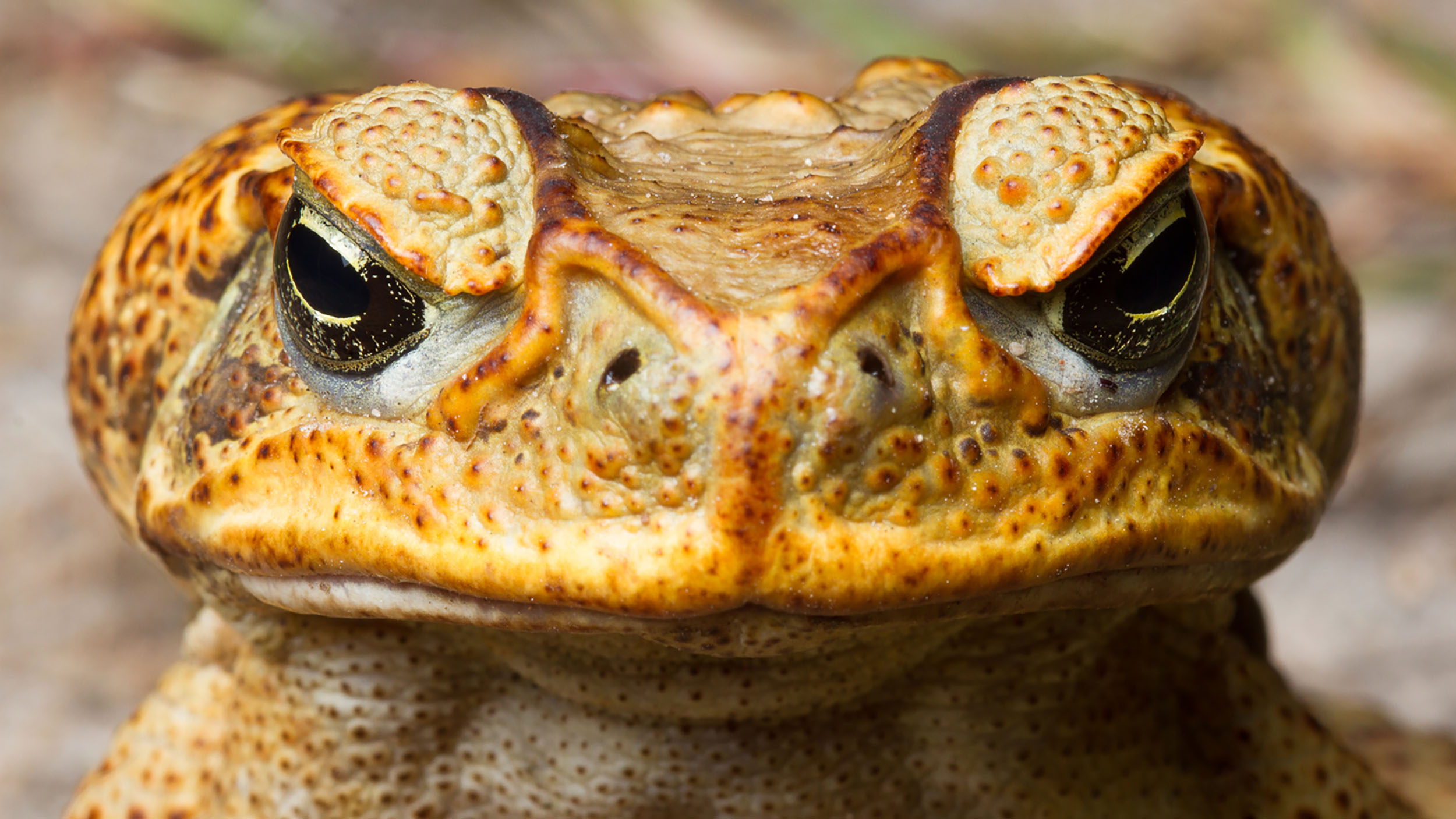 Many invasive pest animals cause significant damage to the nature of the Outback. Cane toads were introduced from central America in an attempt to control pests in sugar cane crops. However, they poison many native predators, such as quolls and goannas, which eat them.