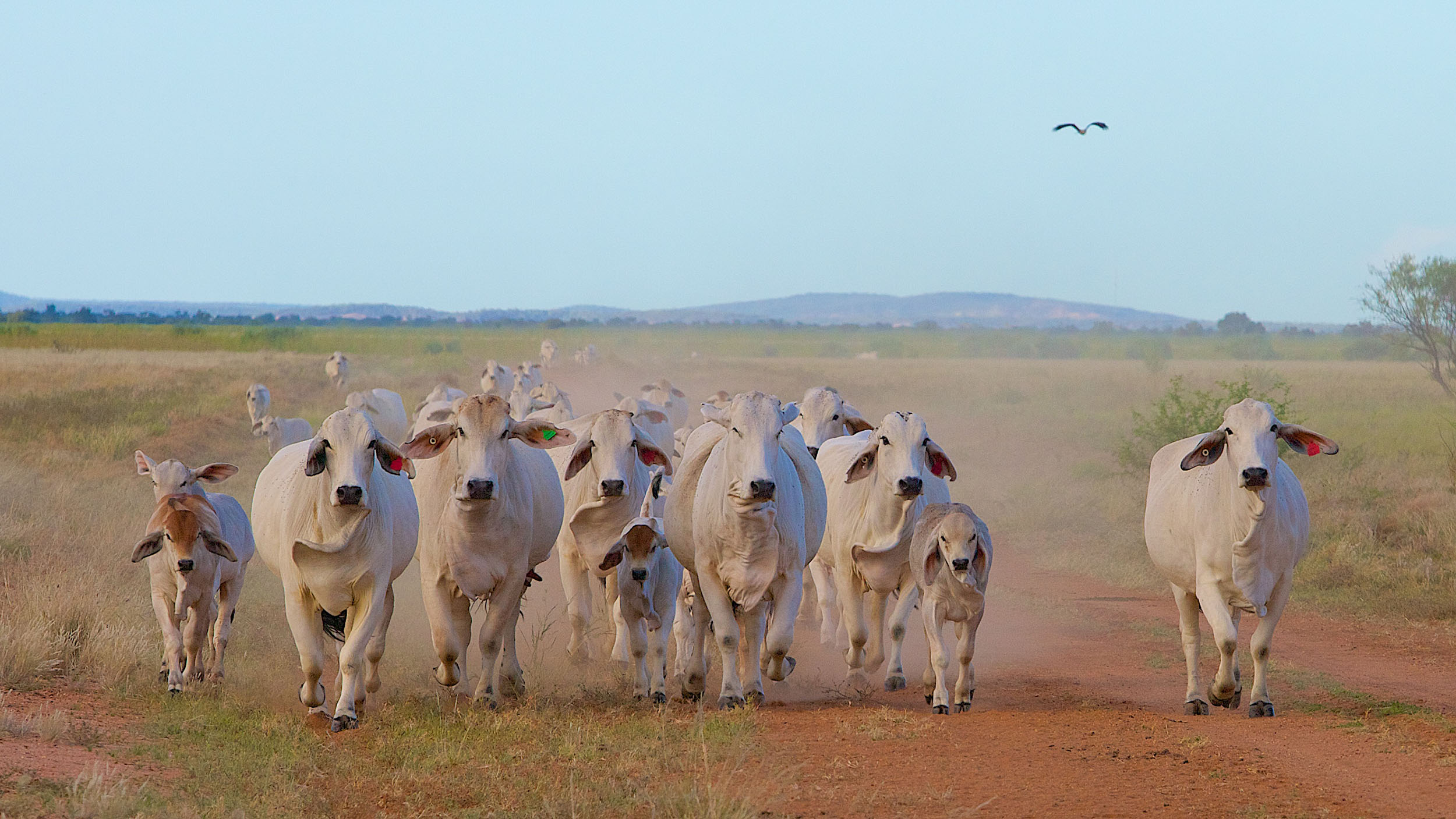 Pastoralism is the most extensive land use across the Outback, with states and territories issuing long-term leases over crown land. Beef cattle are the dominant livestock, with some areas also farming sheep and goats. These Brahman cattle are on the floodplain of the Thomson River in Outback Queensland.