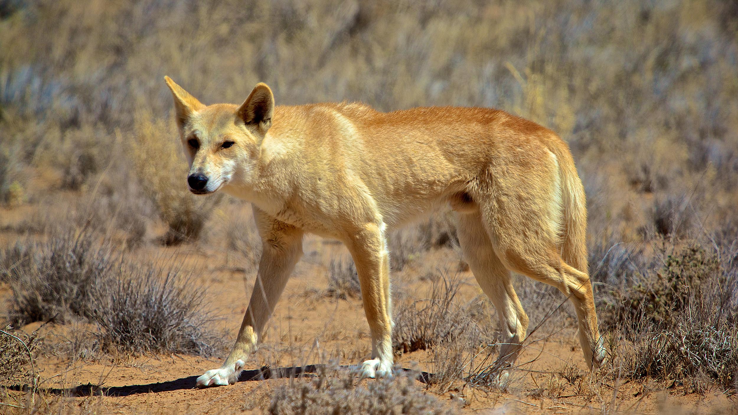 The Dingo is an important native predator, helping to control feral animals such as cats and goats in the Outback. This dingo was photographed in the Strzelecki Desert, central Australia.