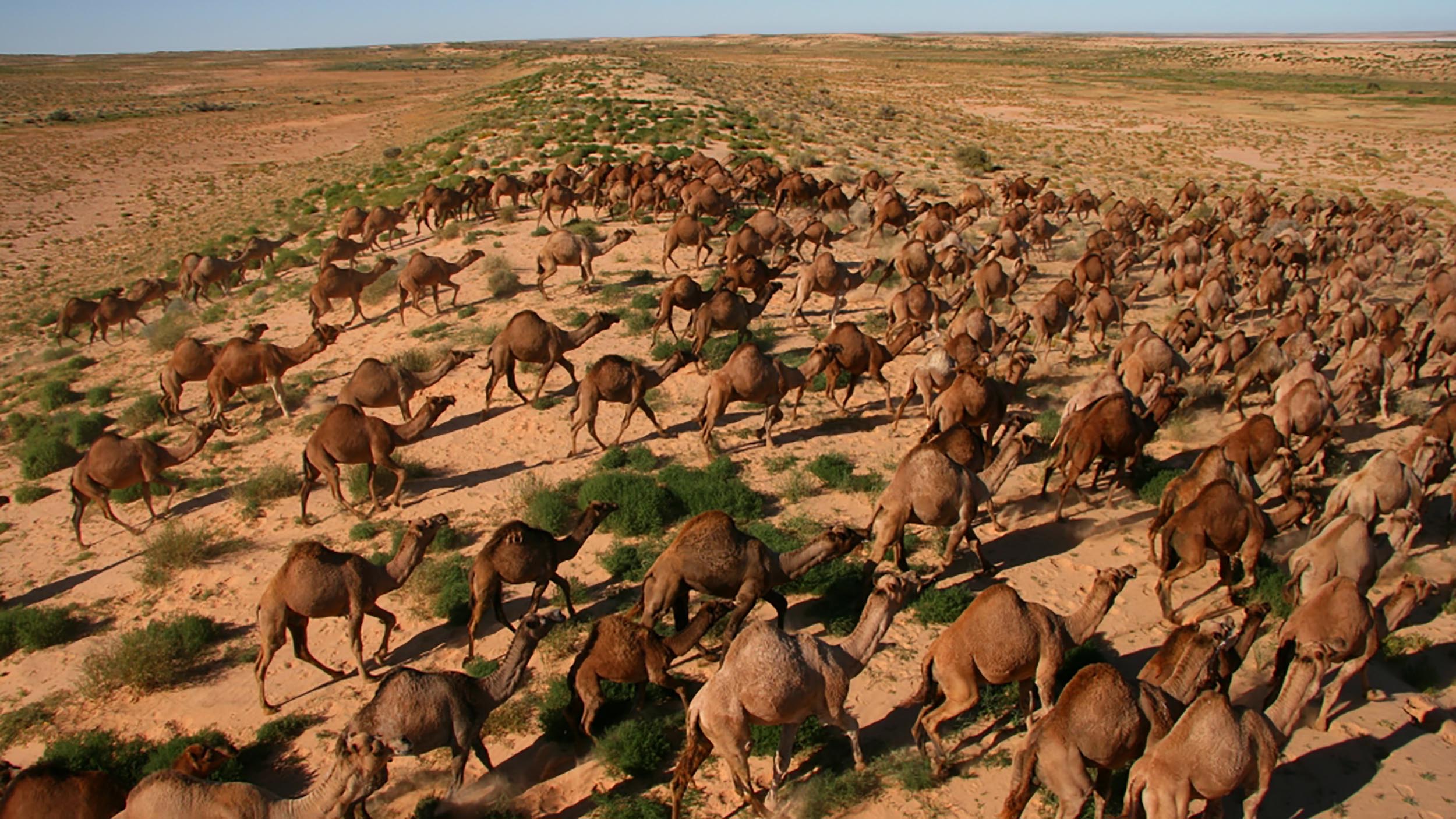 There are an estimated 300,000 feral camels in Australia, causing severe degradation of water sources and some vegetation types and damage to fences and other infrastructure. A recent collaborative program has substantially reduced their numbers across extensive areas.