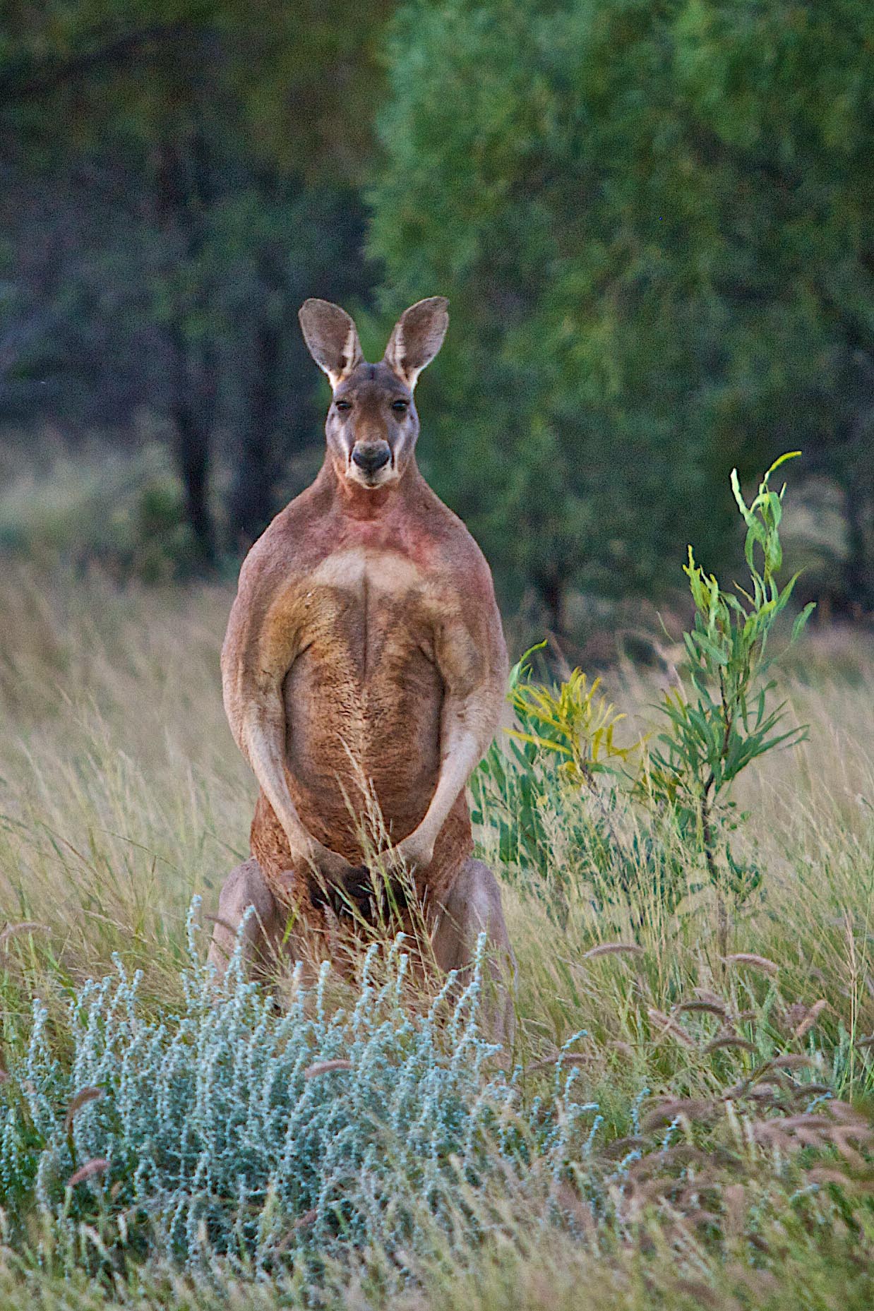 The male Red Kangaroo is the largest native animal in the Outback and the world’s largest marsupial, growing up to 1.4 metres tall. It is well adapted to hot dry conditions where rainfall is less than 500mm per year.