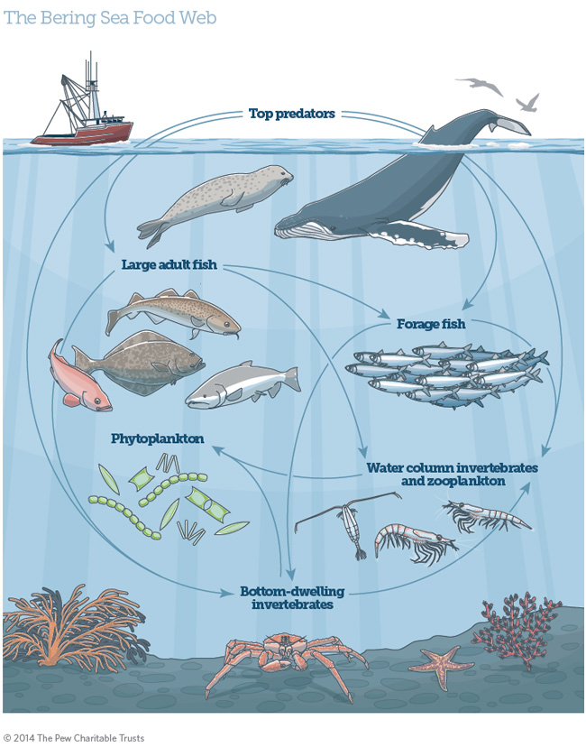 Ecosystem-based Fishery Management in the Bering Sea