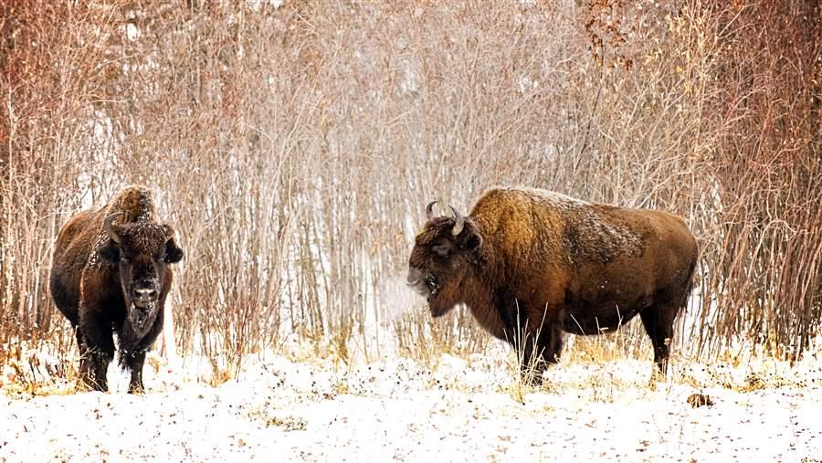 Bison 