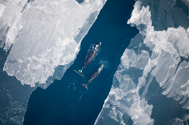 Ecosystem-based Fishery Management in the Bering Sea