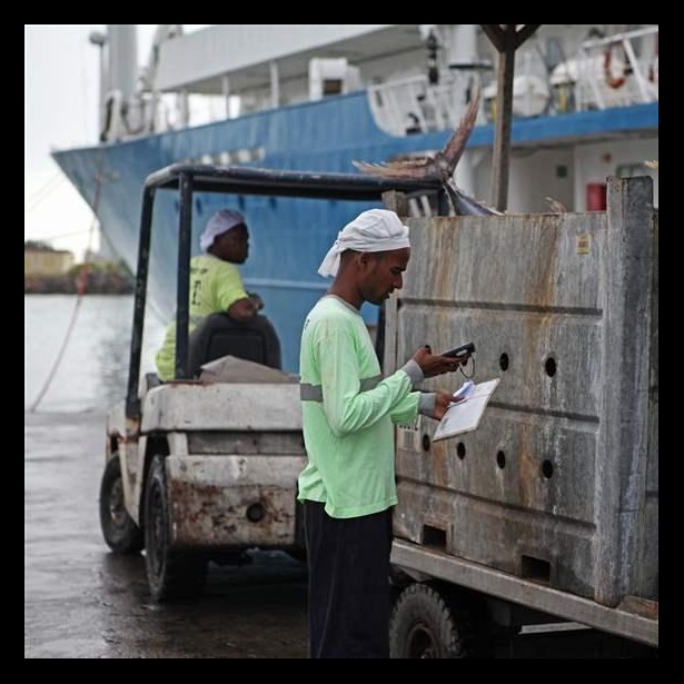 A dock worker in Port Victoria, Seychelles, enters data on recently landed tuna catch.