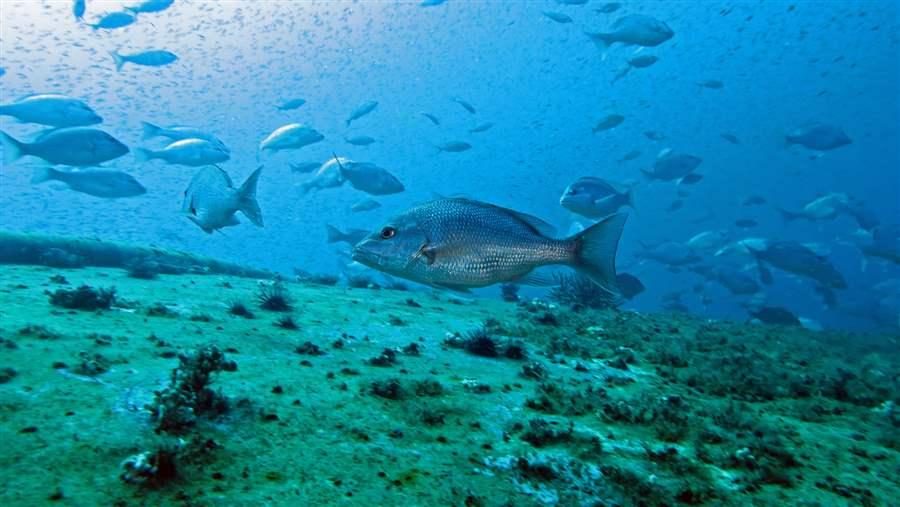 Red snappers in the Gulf of Mexico