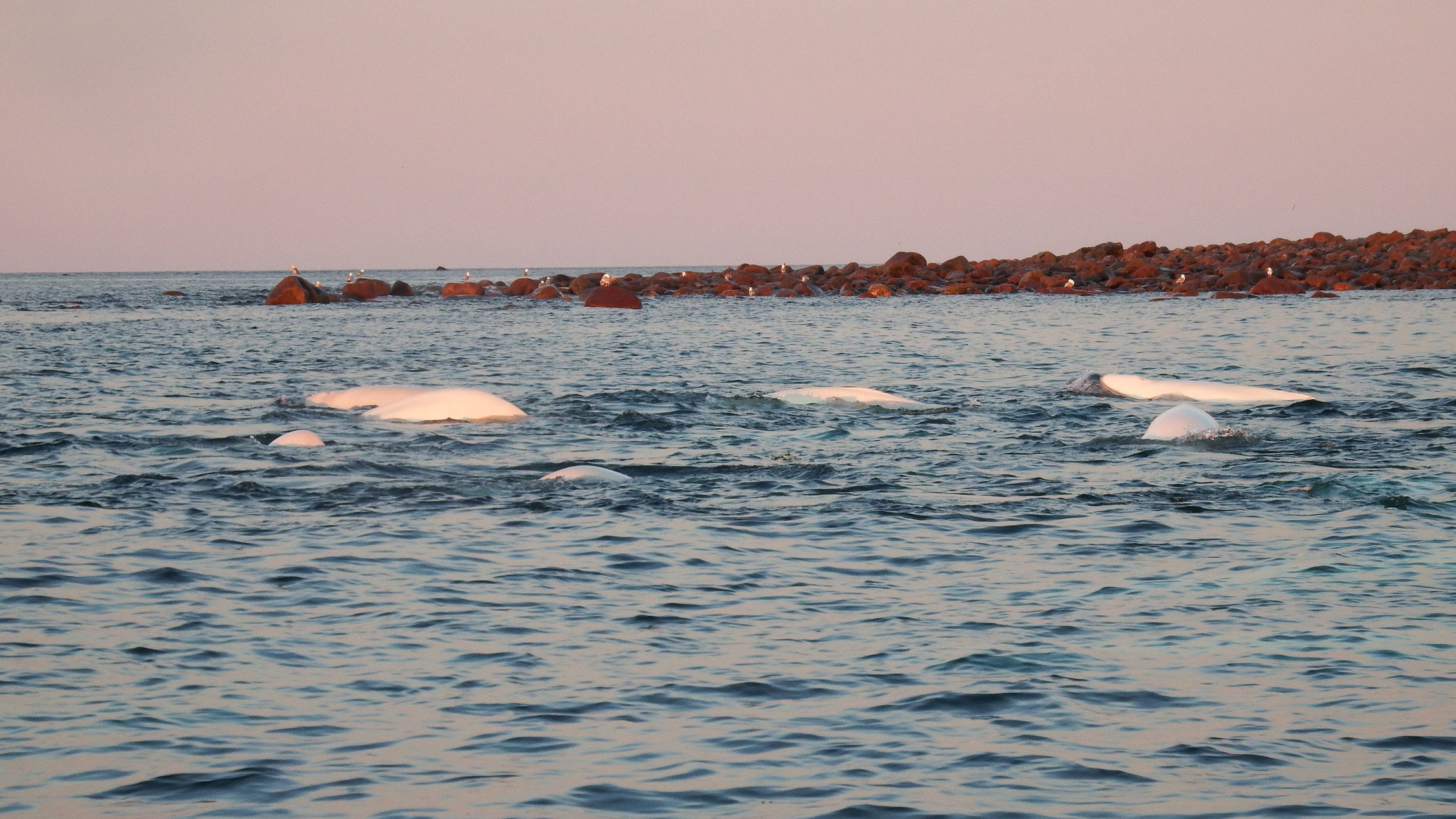 Beluga whales off Hubbard Point.