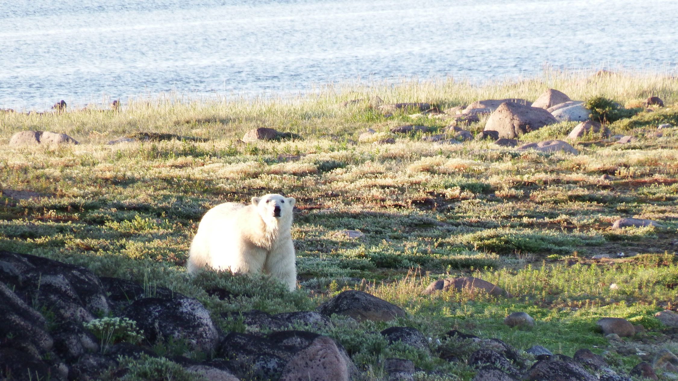 A well-nourished polar bear at Hubbard Point.
