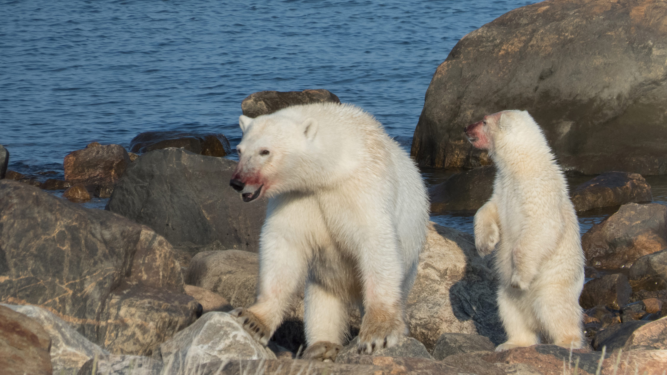 A polar bear mother and cub.