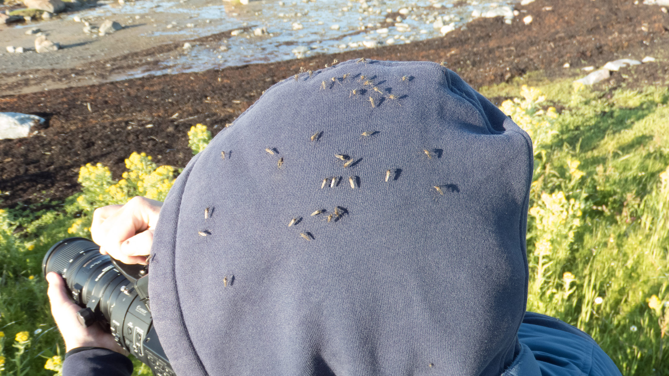 One of the hazards of the job during the Arctic summer: mosquitoes
