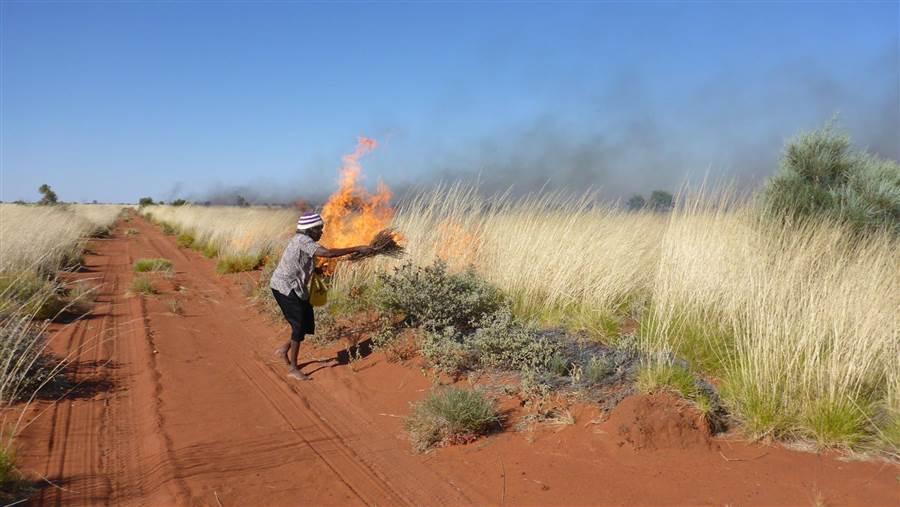 Burning spinifex to control wildfire and improve habitat for small mammals and food plants.