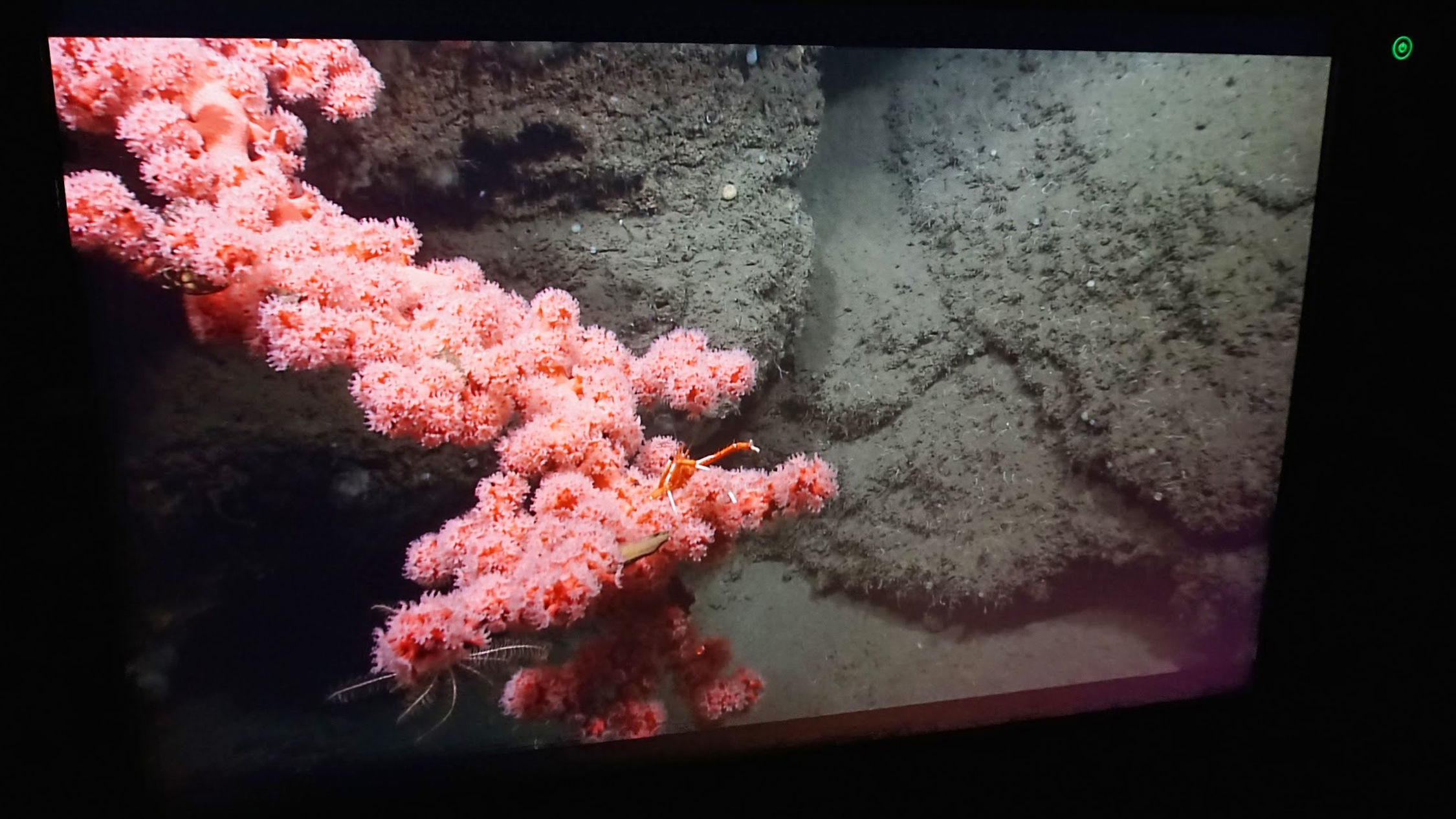 A bright pink Paragorgia ("bubble gum") coral provides a resting place for a white crinoid (lower left), a squat lobster, and a shark egg case (brown sac in bottom center). 