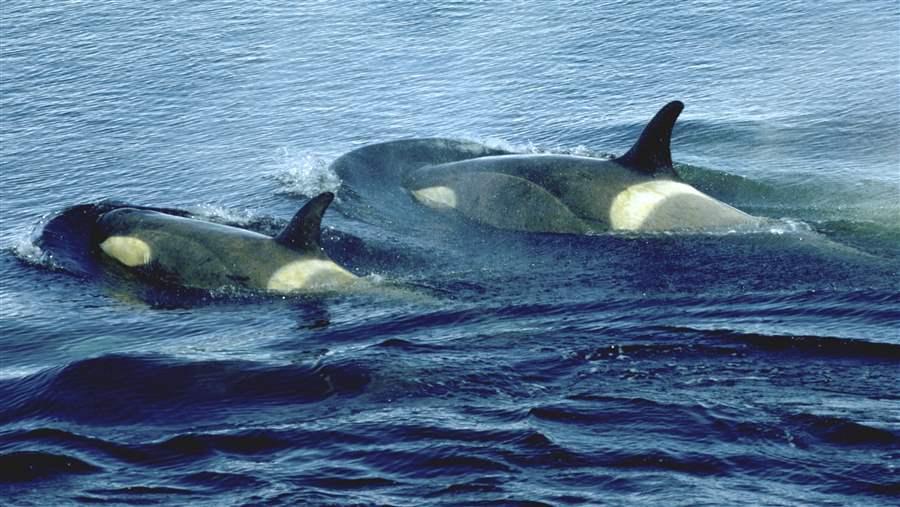 Orcas in the Weddell Sea.  