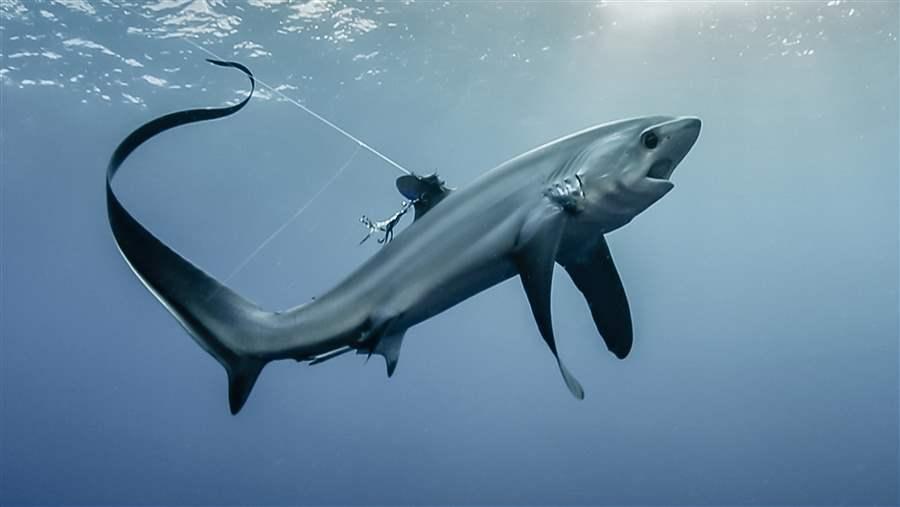 thresher shark