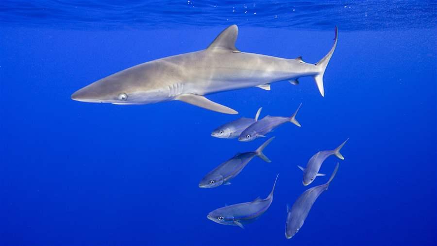 Silky sharks swimming