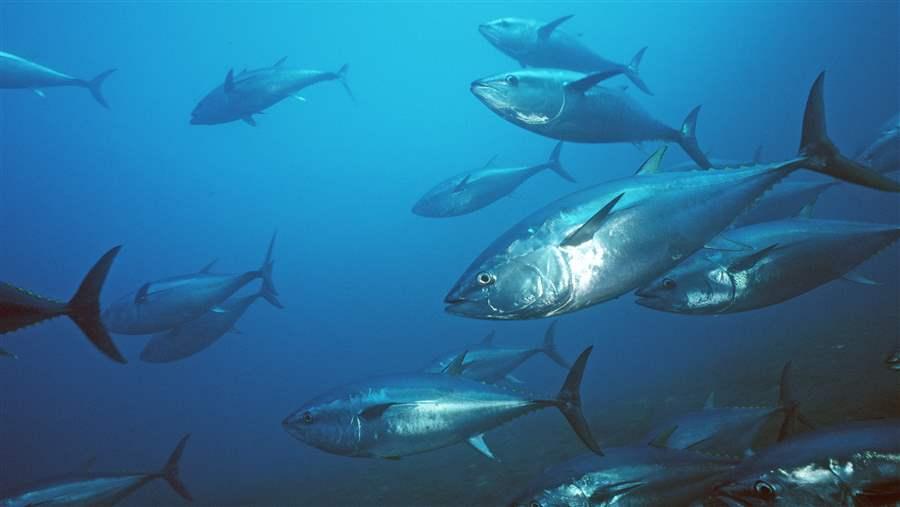 Pacific bluefin tuna