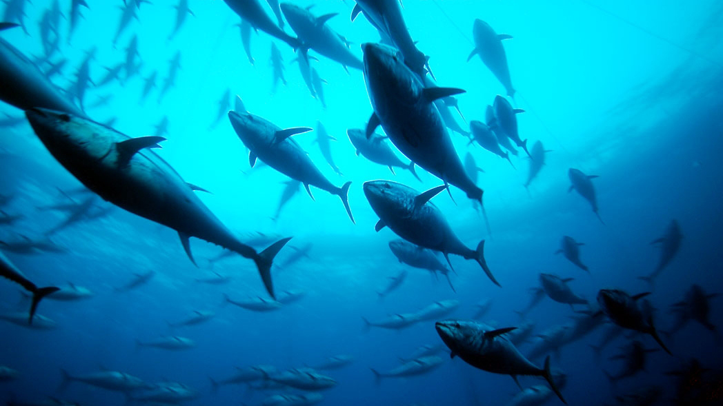 Time to Protect Bluefin Tuna and  Porbeagle Sharks From Illegal Trade