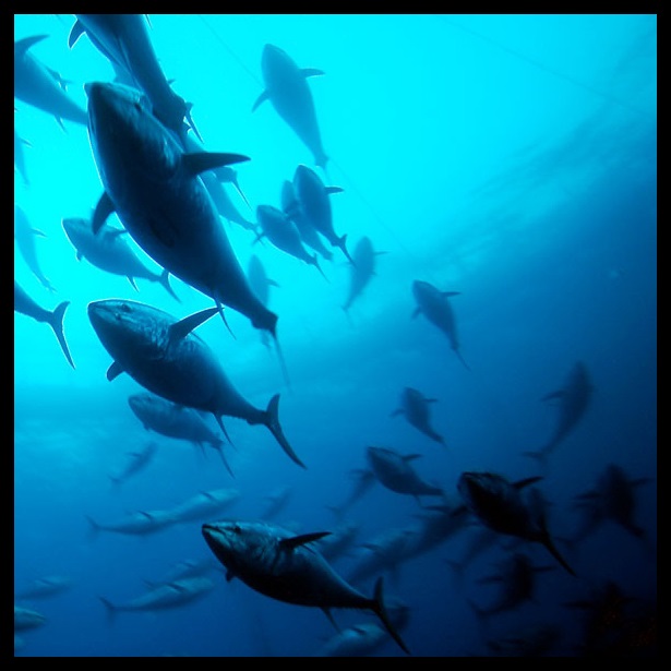Time to Protect Bluefin Tuna and  Porbeagle Sharks From Illegal Trade 