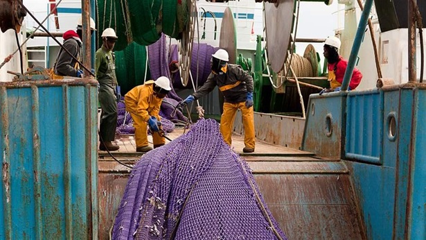 Trawl haul catch