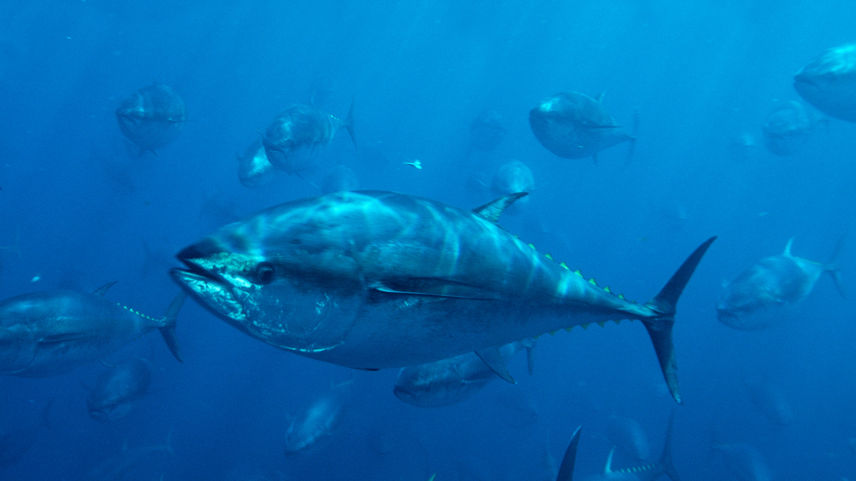 ICCAT Ignores Science and Increases Quota for Atlantic Bluefin Tuna