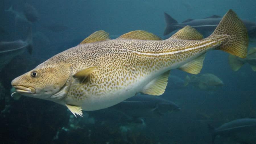 Atlantic cod