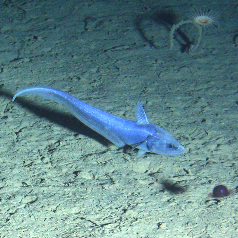 Rattail fish