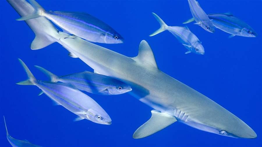 silky shark swimming