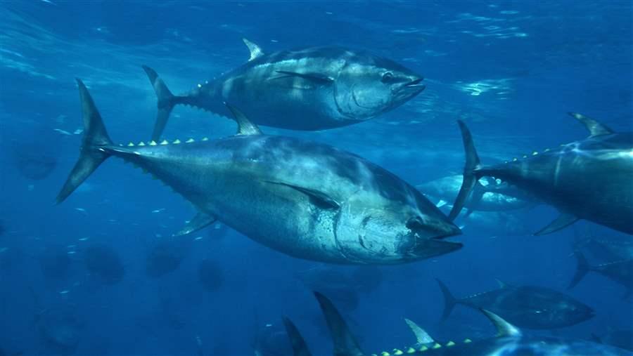 Tuna