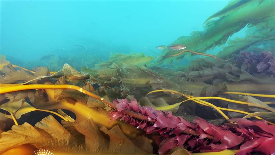 Kelp Forest