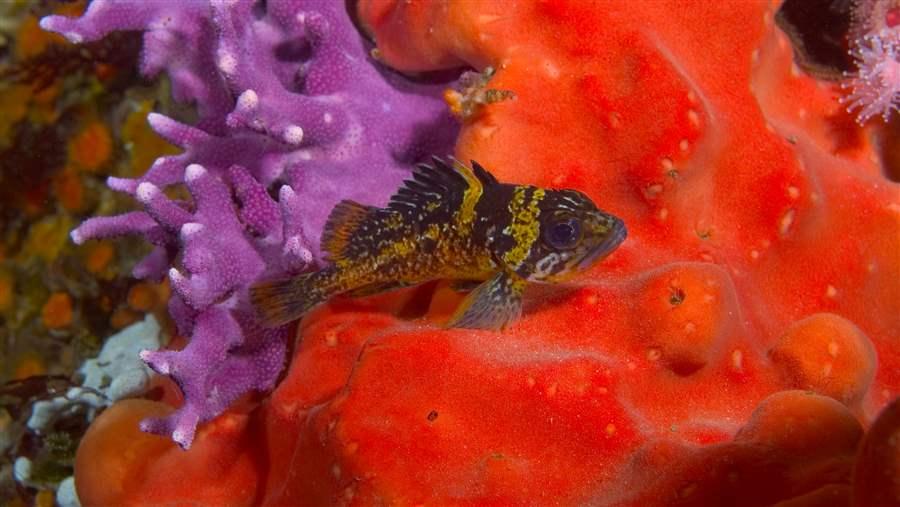 Young China rockfish nestled within a colony of California hydrocoral