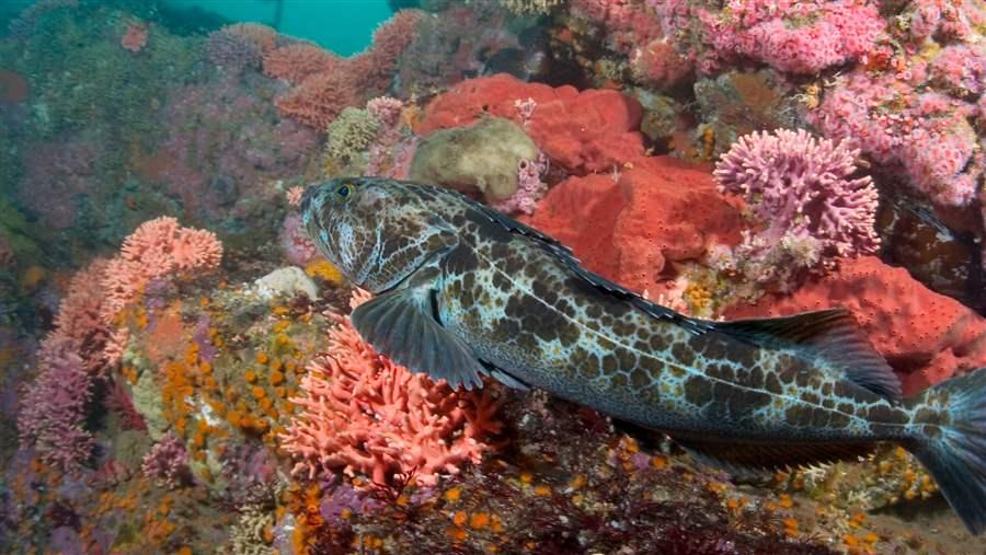 Lingcod off the coast of California