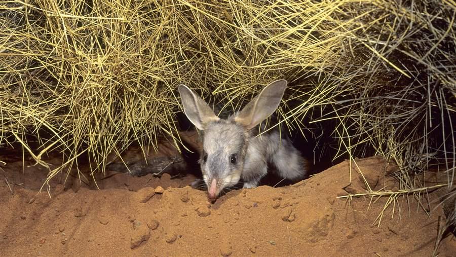 Australian Bilby