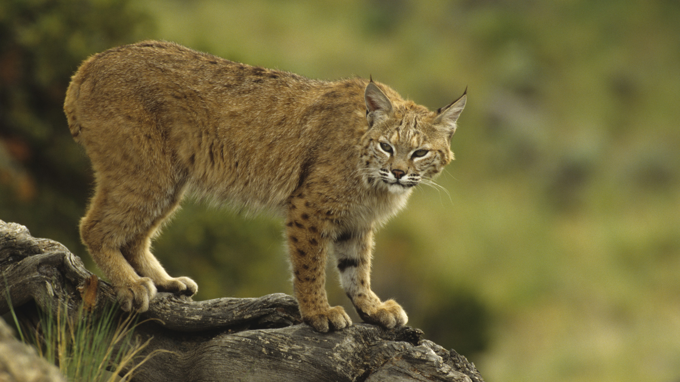 Sightings are rare, but the San Gabriel Mountains are excellent bobcat habitat.