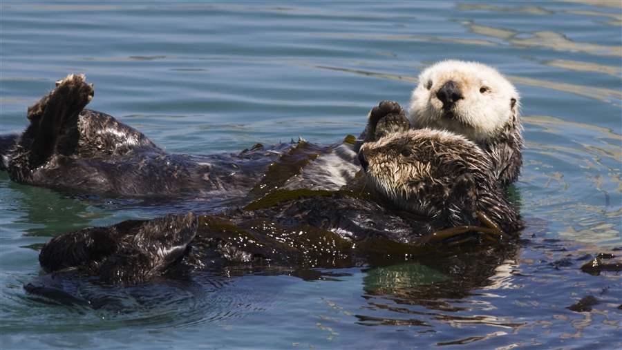 sea otter