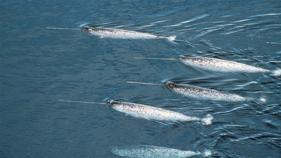 Narwhal in Arctic Waters