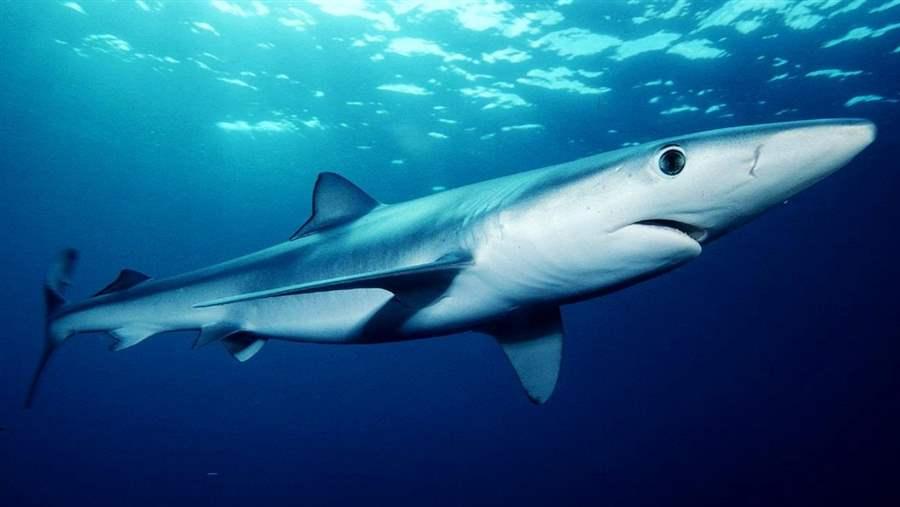 Blue shark