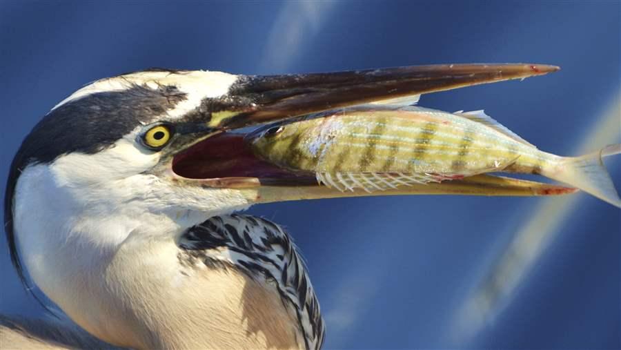 Great Blue Heron eats pinfish