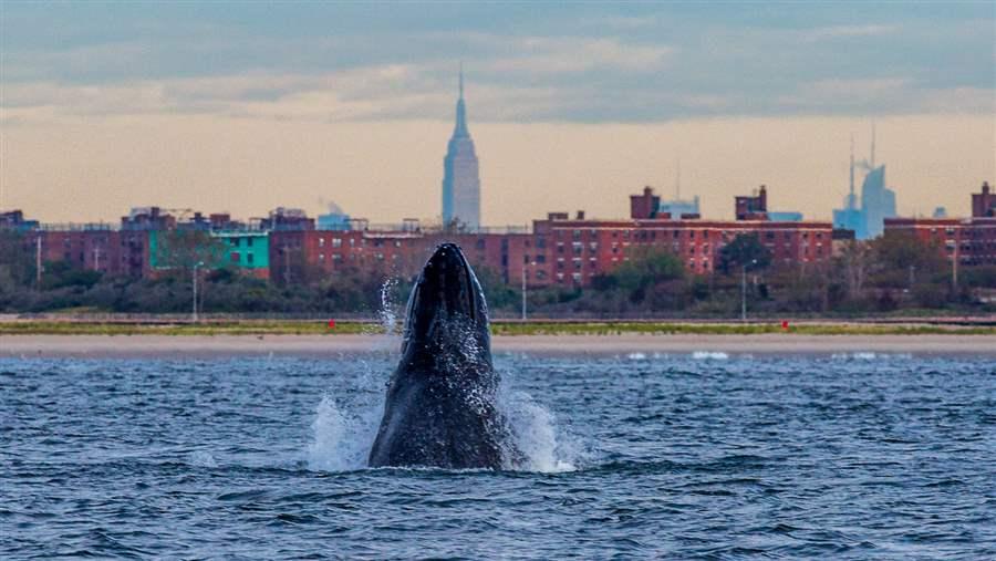 Gotham Whale