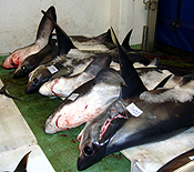 Bigeye Threshers at Vigo Fish Market