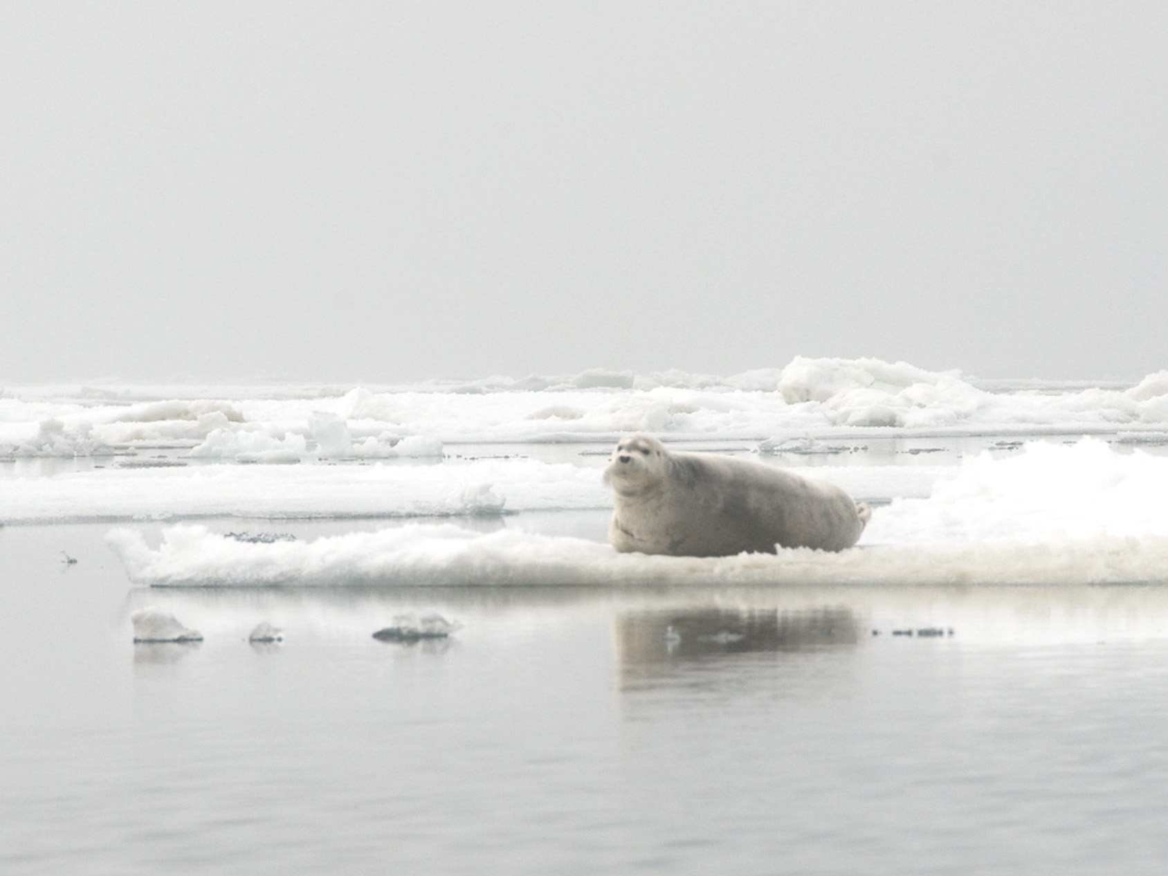 A high concentration of bearded seals reside amid the ice leads of the Chukchi Corridor, foraging around Hanna Shoal in summer, and migrating through Barrow Canyon in winter and spring.