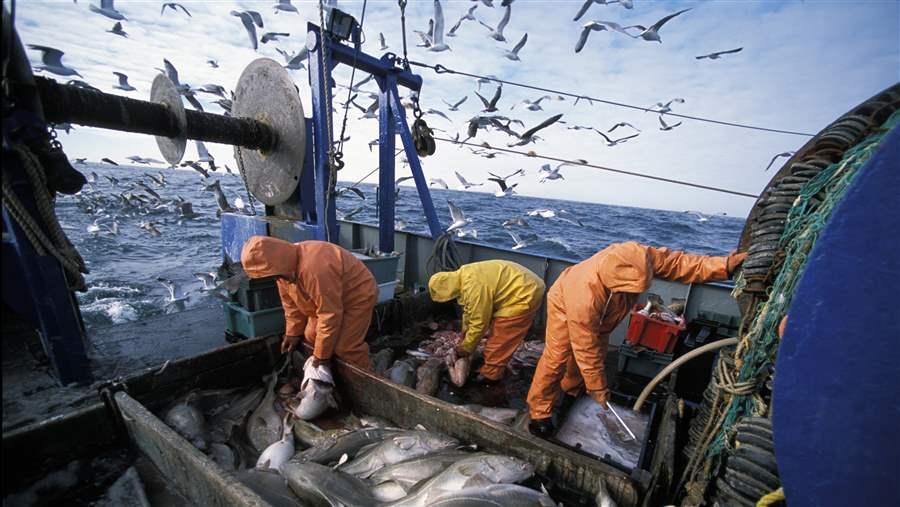 Cod Fisherman