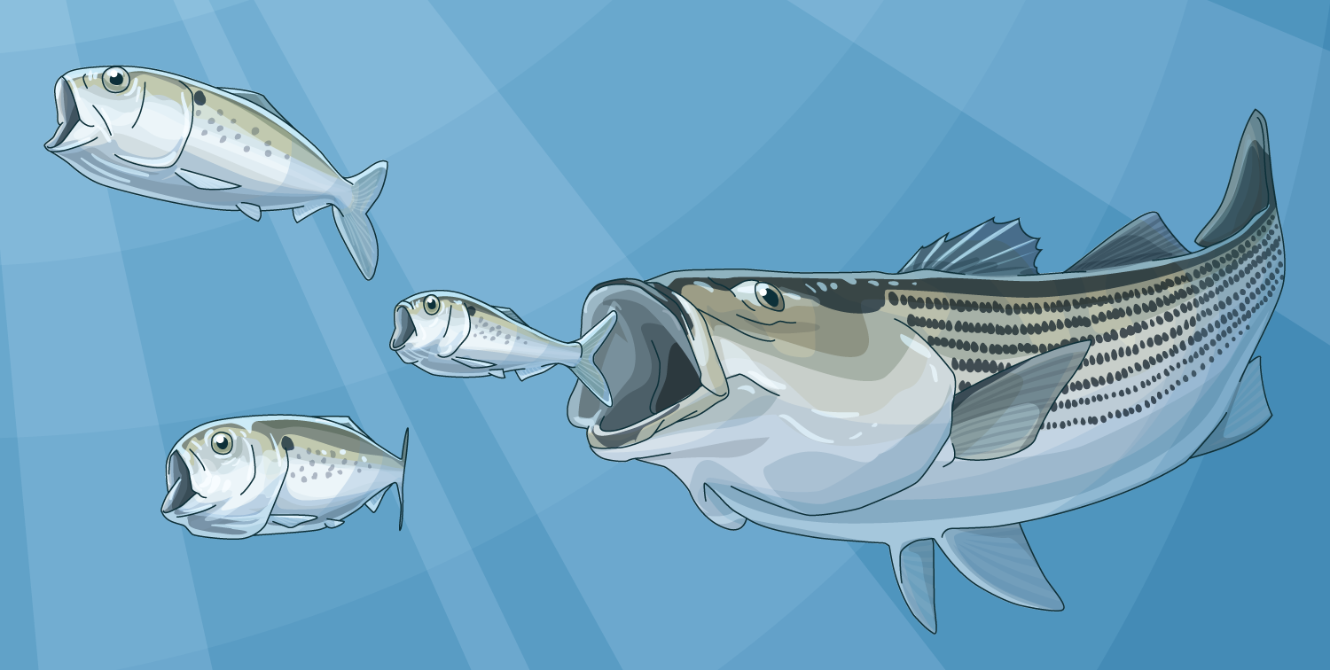 These Fish Need Your Help! Last Chance to Comment on Menhaden, a