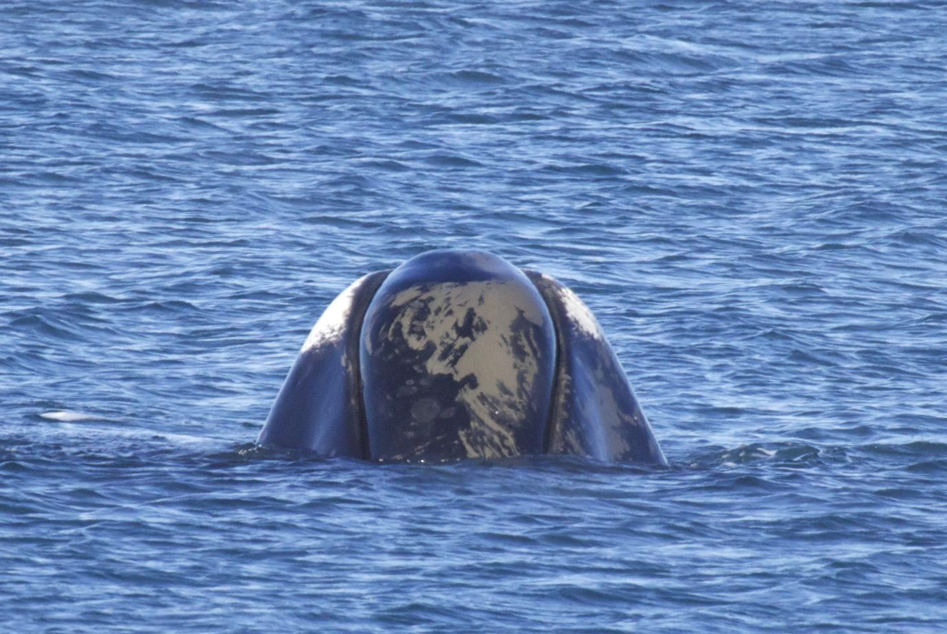 A bowhead whale surfaces.