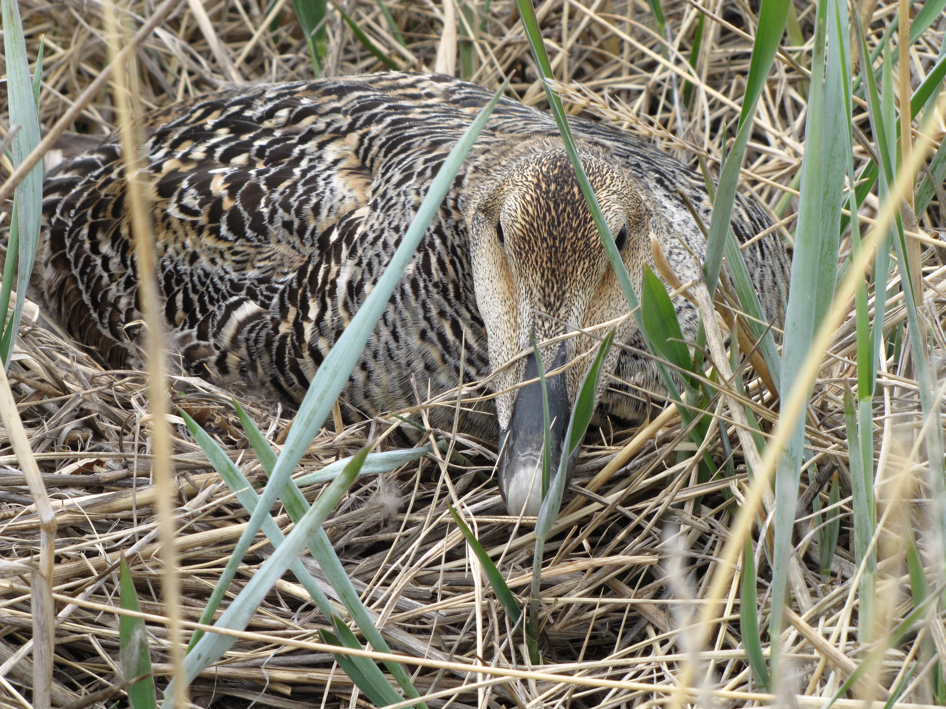 A common eider nests on Egg Island in southwestern Darnley Bay.